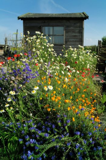 Plant Wildflowers | when to plant wildflowers | wildflowers | garden | flowers | gardening | wildflower garden 