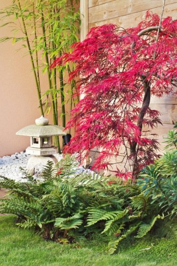 Image of Ferns under red maple tree