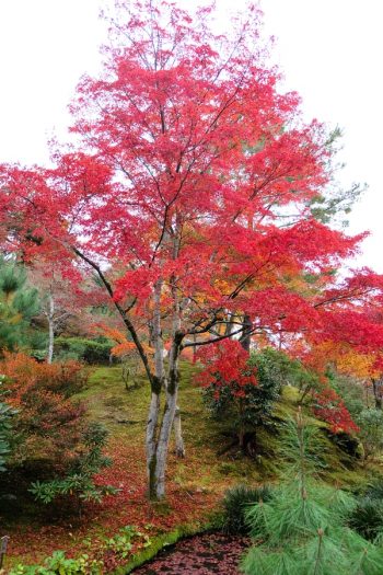 Japanese Maple | japanese maple plant encyclopedia | plant encyclopedia | maples | maple trees | trees 