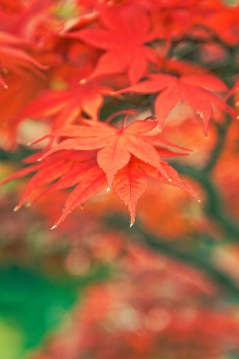 Japanese Maple | japanese maple plant encyclopedia | plant encyclopedia | maples | maple trees | trees 