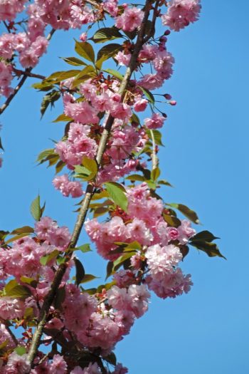Fragrant Flowering Plants | flowering shrubs | flowering trees | fragrant plants | plants | flowers | fragrance 