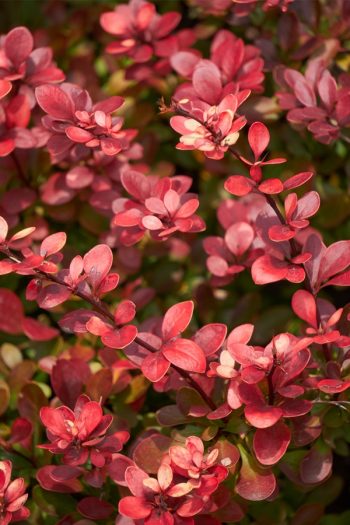 Shrubs Great for Hedges | hedges | shrubs | hedge | landscape | gardening 