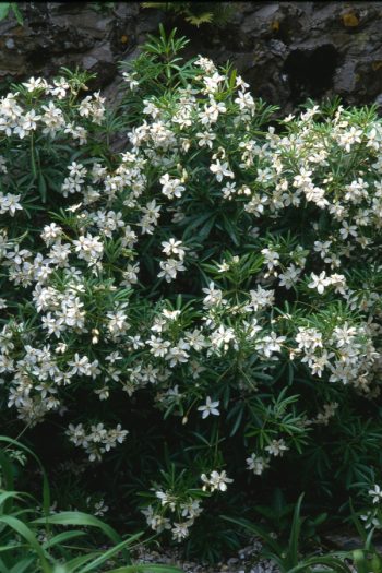 Fragrant Flowering Plants | flowering shrubs | flowering trees | fragrant plants | plants | flowers | fragrance 