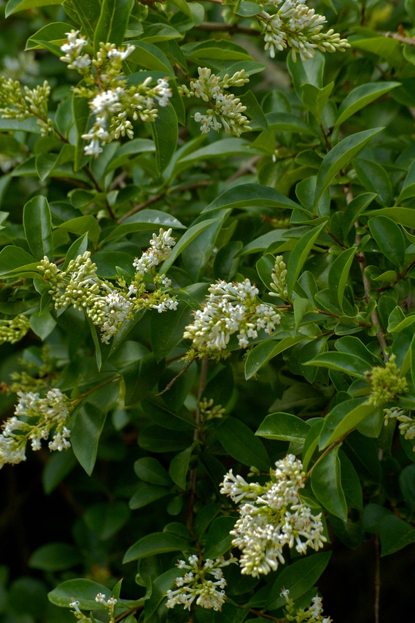 Beautiful Shrubs Great For Hedges ~ Bless My Weeds