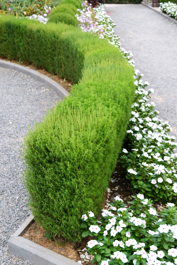 Best Plants For A Garden Hedge at Tonya Boyd blog