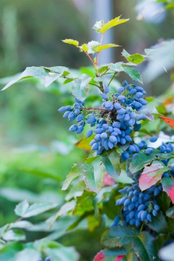 Plants With Colorful Fruits and Berries | fall | plants | shrubs | trees | berries | fruit 