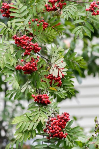 Plants With Colorful Fruits and Berries | fall | plants | shrubs | trees | berries | fruit 