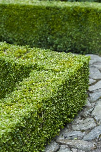 Shrubs Great for Hedges | hedges | shrubs | hedge | landscape | gardening 