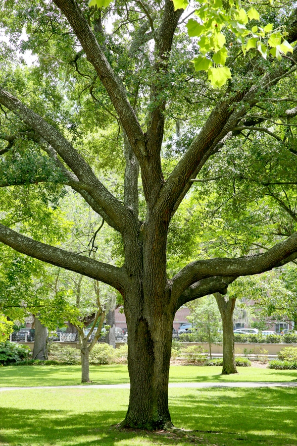 Plants that thrive beneath oaks