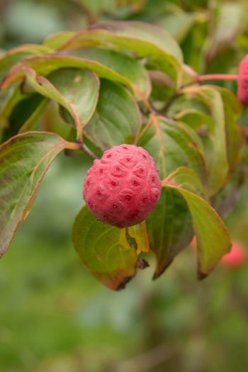 Want to keep color in your yard? Have you heard of these shrubs? These shrubs with fall berries are the perfect addition to any yard.