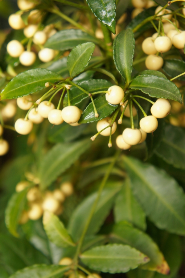 Top 10 Shrubs With Fall Berries To Add To Your Front Yard