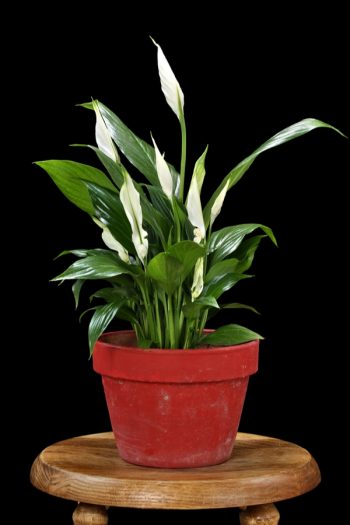 Easy to Grow Houseplants | houseplants | winter houseplants | winter | plants to grow in winter | winter plants 