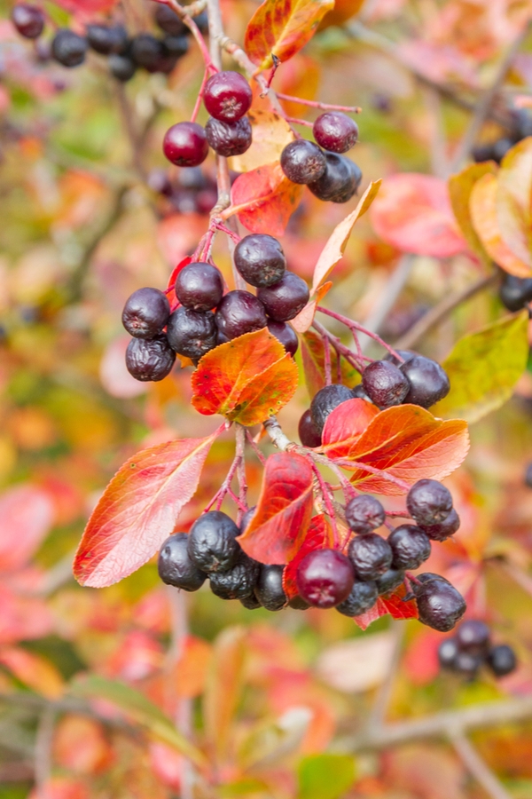 Shrubs With Fall Berries