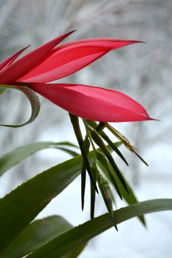 Easy to Grow Houseplants | houseplants | winter houseplants | winter | plants to grow in winter | winter plants 