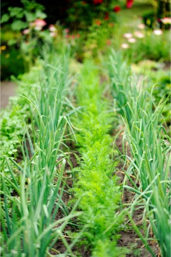 Want to have the best vegetable garden ever? Companion planting is the answer! Here's all you need to know about companion planting!