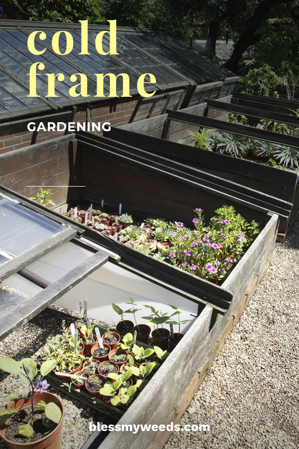 You may have heard of the term "Cold Frame Gardening" but wondered what in the heck it means. That's understandable. Bless My Weeds can help you get a grasp on this gardening term and others with our series of articles based on gardening terms. If you think gardening is impossible after summer, read on to learn how cold frame gardening could change your mind. #gardeningterms #coldframgardening #gardeningtips