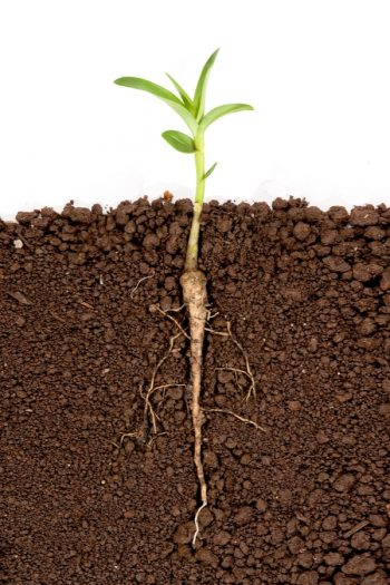 In order to have a successful garden, you must first know the soil layers. You can grow healthy plants if your soil isn't healthy. 