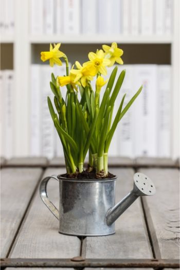 There's no denying the charm of a cottage flower garden. Did you know you can extend that charm all the way through to your front porch? I love giving a porch the look of a cottage flower garden, and you can too. Adding decorative watering cans is a staple for garden and porch decor. 