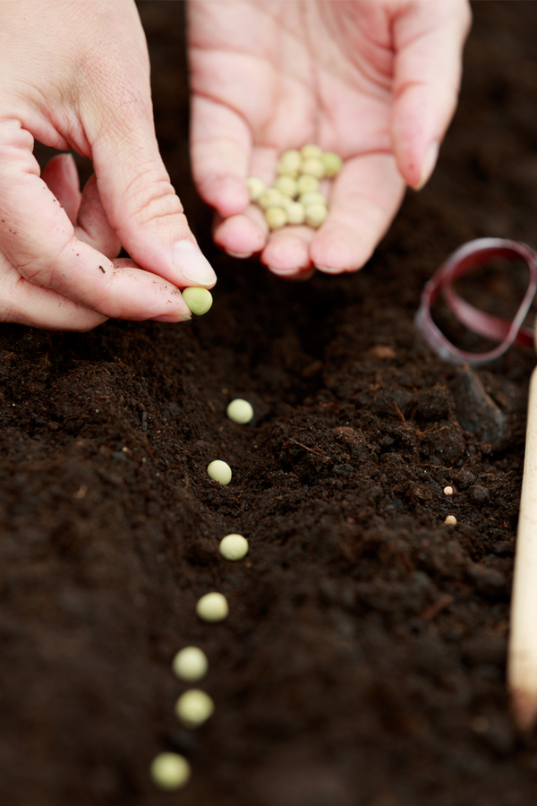 Organic gardening gets more popular with every season as home gardeners grow more aware of the chemicals they put on their food. Don't miss out on these tips on organic gardening for beginners! Take a look! 