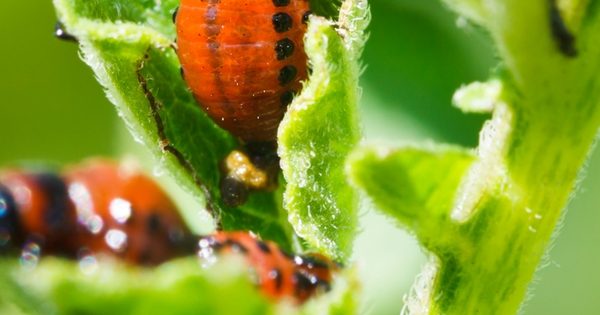 All Natural Pest Control Ideas For Your Garden ~ Bless My Weeds