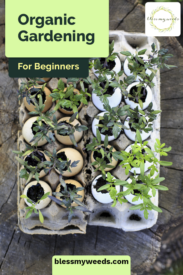 There's never been a better time to begin organic gardening. If you're a beginner, you need all the helpful information you can get, and you'll find it right here! #blessmyweedsblog #organicgardening #organicgardeningforbeginners