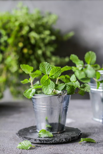 There's never a bad time to plant an herb garden, because there are so many ways to do it. I've got herb gardening ideas to help you feel more confident. Check them out! 