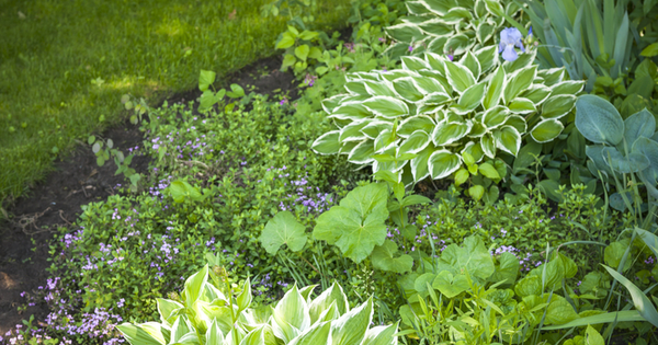 Backyard Shade Ideas That Aren't Shady ~ Bless My Weeds