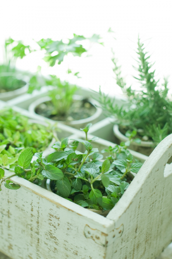 There's never a bad time to plant an herb garden, because there are so many ways to do it. I've got herb gardening ideas to help you feel more confident. Get ready to start growing your own herbs. 