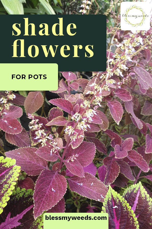 Do you know the sexiest shade flowers for pots on your porch? You need at least on of these flowers to dress up your curb appeal! #blessmyweedsblog #shadeflowersforpots #shadeflowers