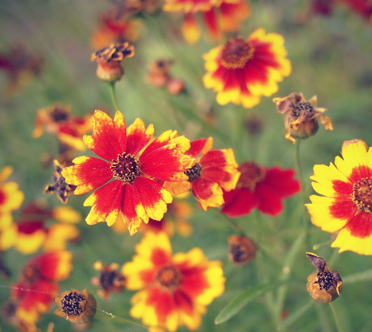 Colorful Perennials Full Sun Shade Landscapes Garden Flowers   Dreamstime L 36663768 1200x1072 