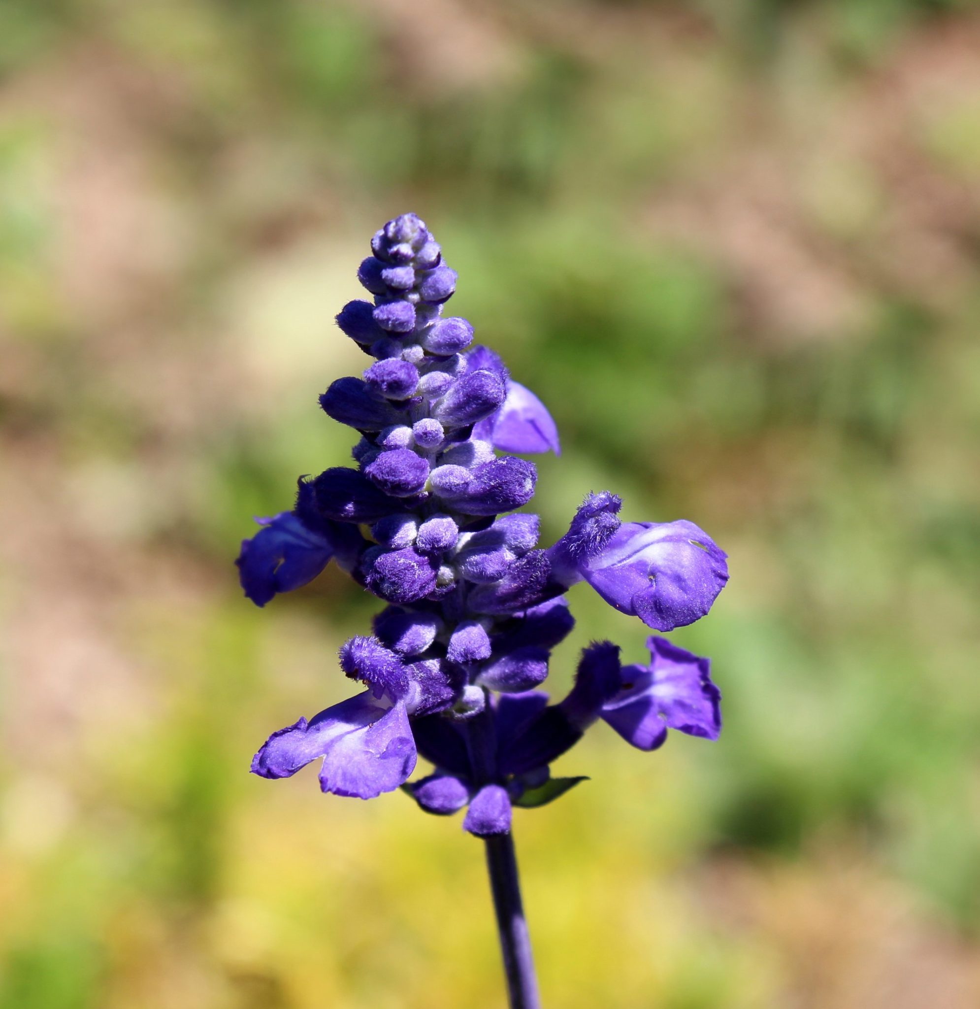 Colorful Perennials: Full Sun, Shade, Landscapes, Garden, Flowers,