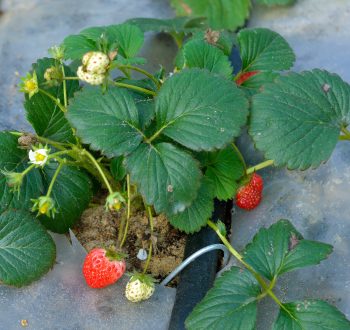 Grow strawberries