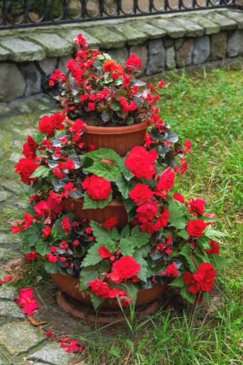 The best shade flowers for pots on your porch is a great thing for every gardener to know. But I don't just have a list of the best--today I have a list of the sexiest shade flowers for your porch pots! Using these flowers promises to increase your curb appeal by a lot. Begonias are one of the most popular shade flowers because of their rich colors. 