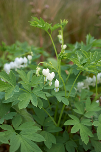 The best shade flowers for pots on your porch is a great thing for every gardener to know. But I don't just have a list of the best--today I have a list of the sexiest shade flowers for your porch pots! Using these flowers promises to increase your curb appeal by a lot. Bleeding hearts are always a great choice! 