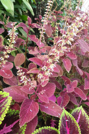 The best shade flowers for pots on your porch is a great thing for every gardener to know. But I don't just have a list of the best--today I have a list of the sexiest shade flowers for your porch pots! Using these flowers promises to increase your curb appeal by a lot. Coleus plants are known for doing so well in the shade. 