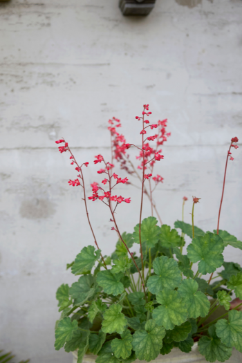 The best shade flowers for pots on your porch is a great thing for every gardener to know. But I don't just have a list of the best--today I have a list of the sexiest shade flowers for your porch pots! Using these flowers promises to increase your curb appeal by a lot. Coral Bells are the perfect addition to your pot by adding some height. 