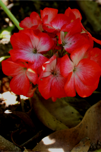The best shade flowers for pots on your porch is a great thing for every gardener to know. But I don't just have a list of the best--today I have a list of the sexiest shade flowers for your porch pots! Using these flowers promises to increase your curb appeal by a lot. Geraniums are perfect for adding a nice pop of color. 
