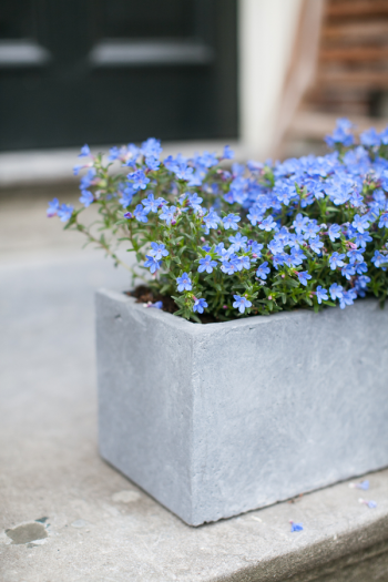 The best shade flowers for pots on your porch is a great thing for every gardener to know. But I don't just have a list of the best--today I have a list of the sexiest shade flowers for your porch pots! Using these flowers promises to increase your curb appeal by a lot. Trailing Lobelia is a great flower for pots because it will add dimension as it hangs over the sides. 