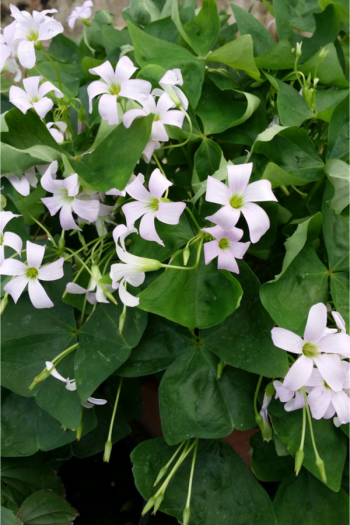 The best shade flowers for pots on your porch is a great thing for every gardener to know. But I don't just have a list of the best--today I have a list of the sexiest shade flowers for your porch pots! Using these flowers promises to increase your curb appeal by a lot. Oxalis flowers come in a variety of colors and are a great choice. 