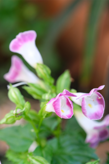 The best shade flowers for pots on your porch is a great thing for every gardener to know. But I don't just have a list of the best--today I have a list of the sexiest shade flowers for your porch pots! Using these flowers promises to increase your curb appeal by a lot. Wishbone flowers look so delicate making them a perfect addition to your planter. 