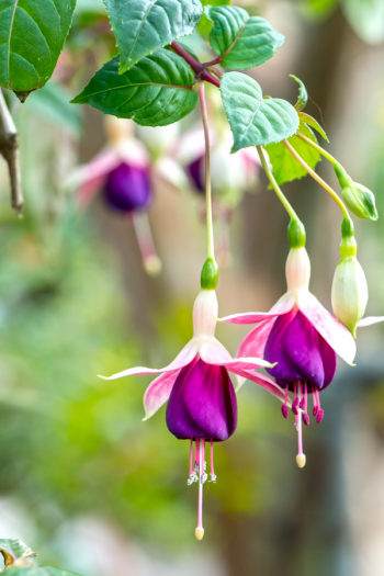 The best shade flowers for pots on your porch is a great thing for every gardener to know. But I don't just have a list of the best--today I have a list of the sexiest shade flowers for your porch pots! Using these flowers promises to increase your curb appeal by a lot. Fuchsia flowers will grab everyone's attention! 