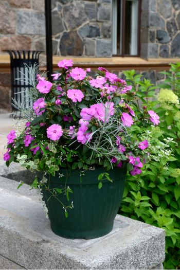 The best shade flowers for pots on your porch is a great thing for every gardener to know. But I don't just have a list of the best--today I have a list of the sexiest shade flowers for your porch pots! Using these flowers promises to increase your curb appeal by a lot. Impatiens will add a nice pop of color! 