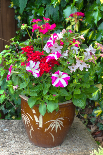 The best shade flowers for pots on your porch is a great thing for every gardener to know. But I don't just have a list of the best--today I have a list of the sexiest shade flowers for your porch pots! Using these flowers promises to increase your curb appeal by a lot.
