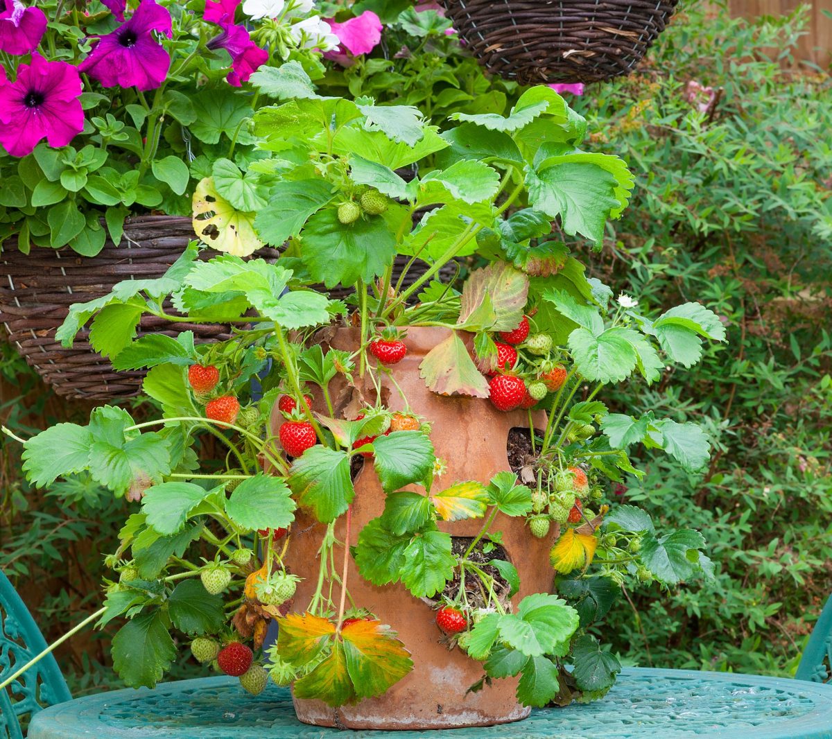 Grow Strawberries How To, in a Pot, In a Garden, Tips, and More.