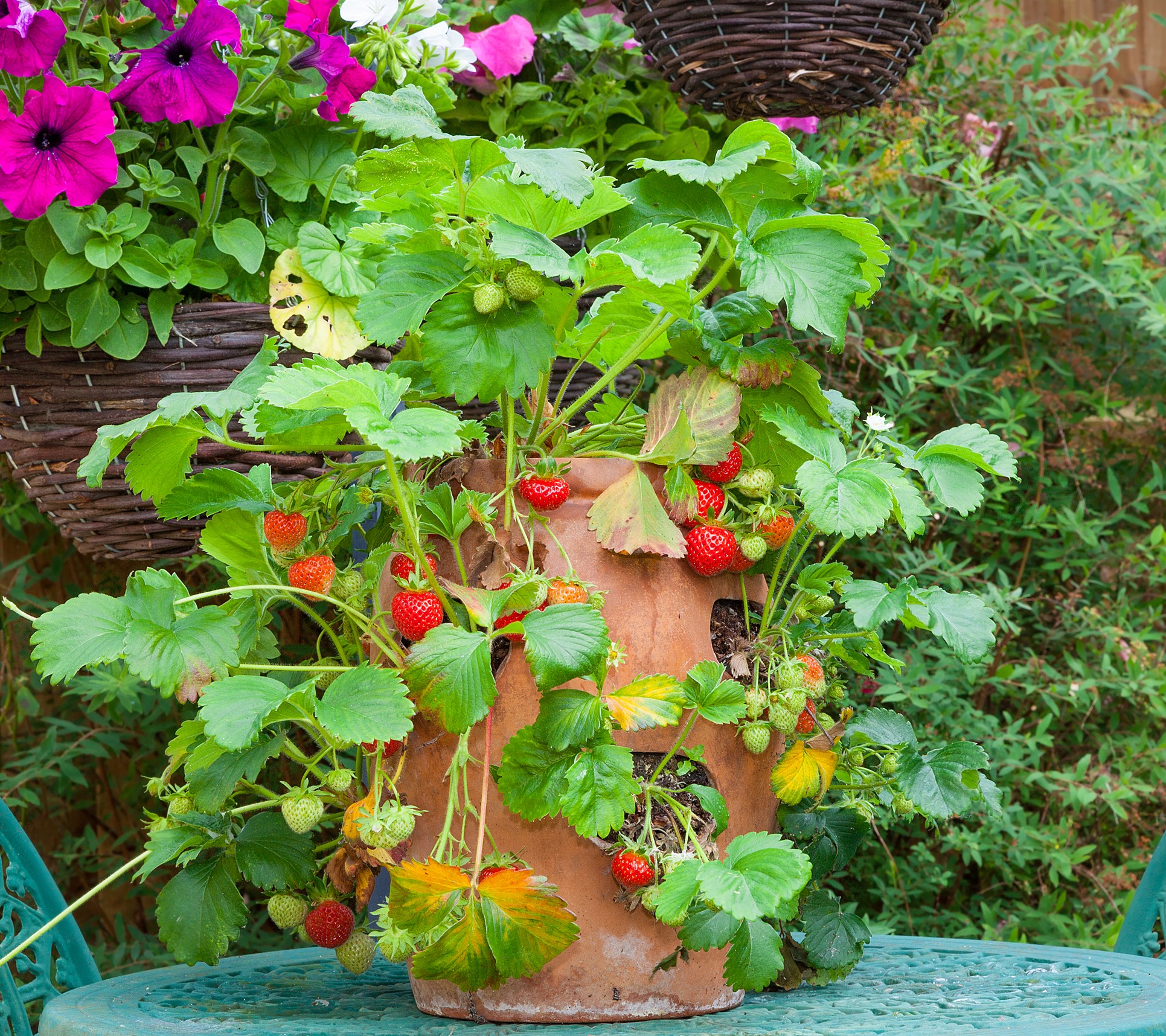 Grow Strawberries How To, in a Pot, In a Garden, Tips, and More.