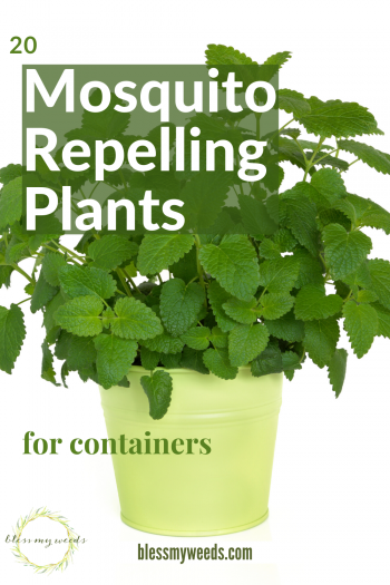 Mosquito Repelling Plants: Container, Safe For Dogs, Patios ...