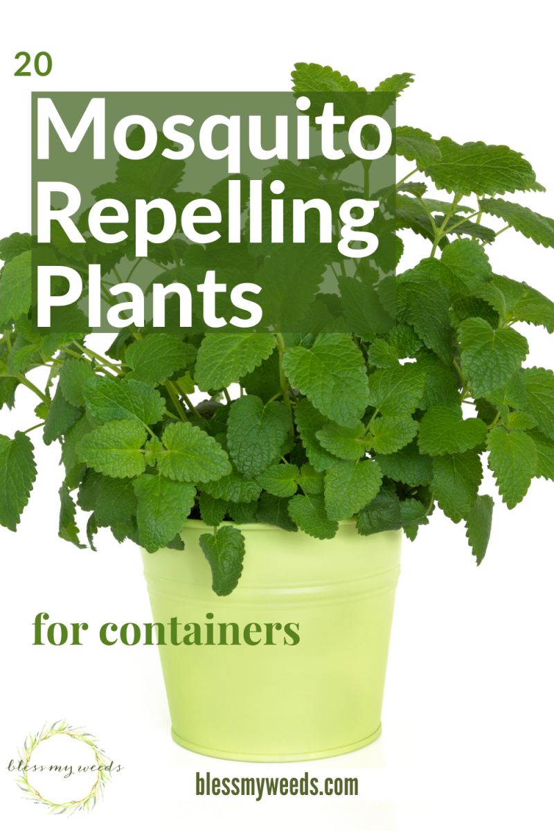 Mosquito Repelling Plants: Container, Safe For Dogs, Patios