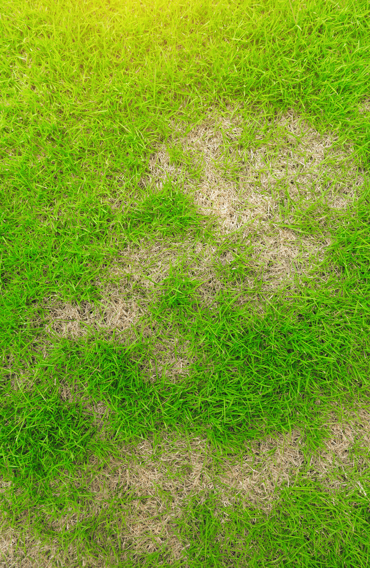 Are you sick of bare spots in your lawn? Learn how to repair bare spots in the lawn. It's easier than you think to get rid of bare spots in the lawn for good!