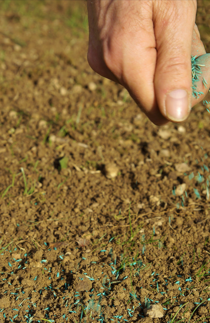 Are you planning on using grass seed to help the bare spots in your lawn? Learn how to repair bare spots in the lawn. It's easier than you think to get rid of bare spots in the lawn for good!