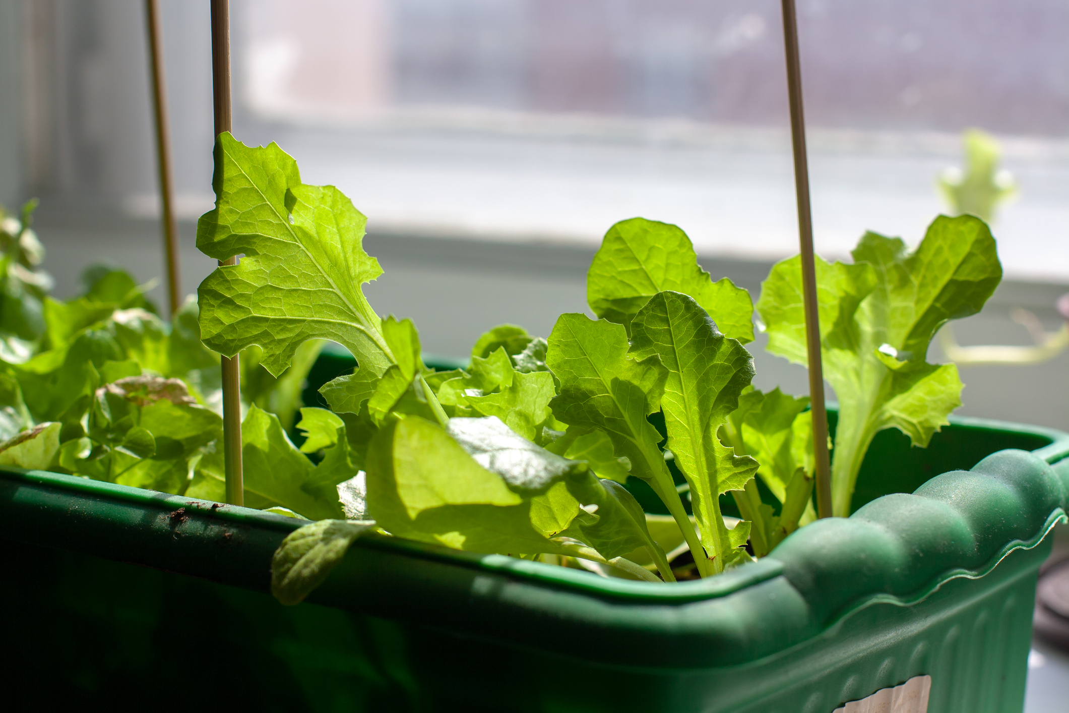 How about hanging DIY window planter boxes for indoors? This green tote makes a perfect planter box and is very inexpensive! 